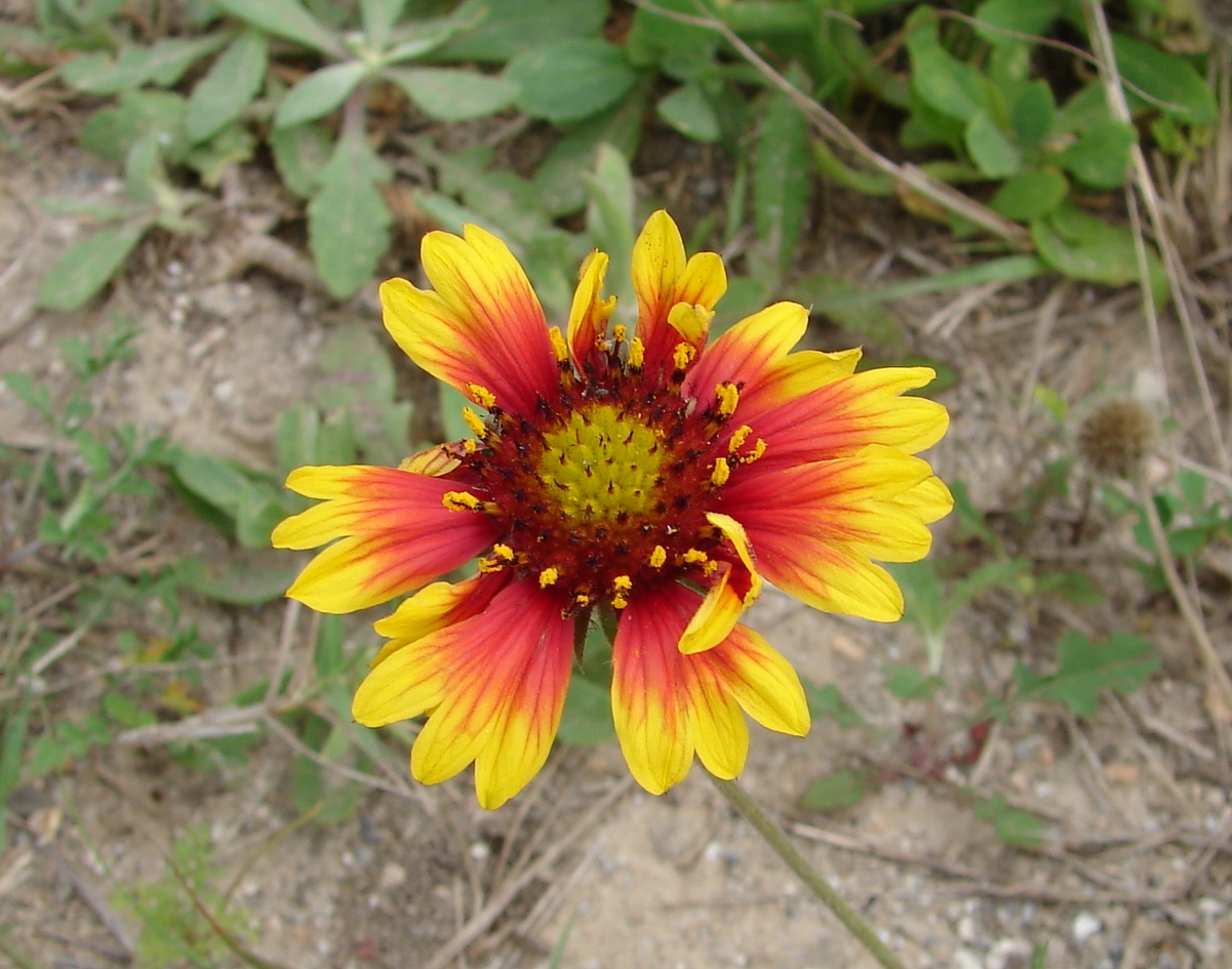 Wildflower - Fire Wheel