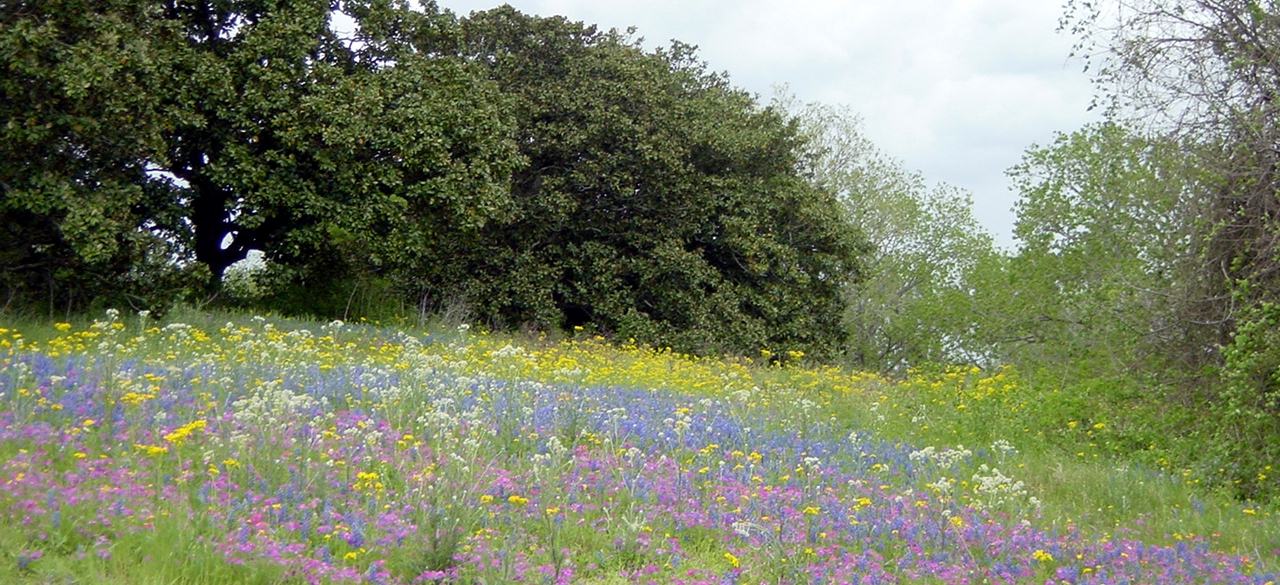 Field of Wildflowers