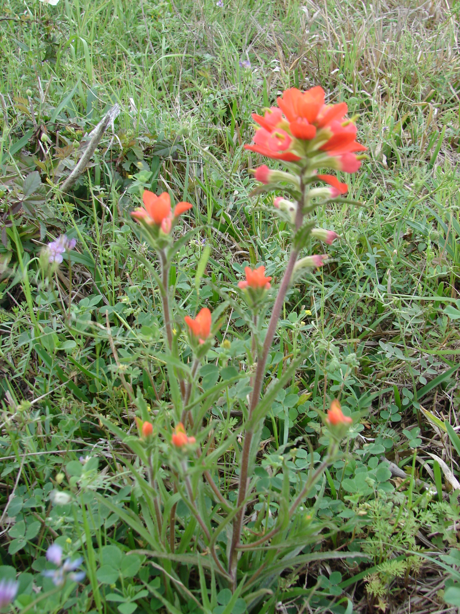 Wildflower - Texas Paintbrush