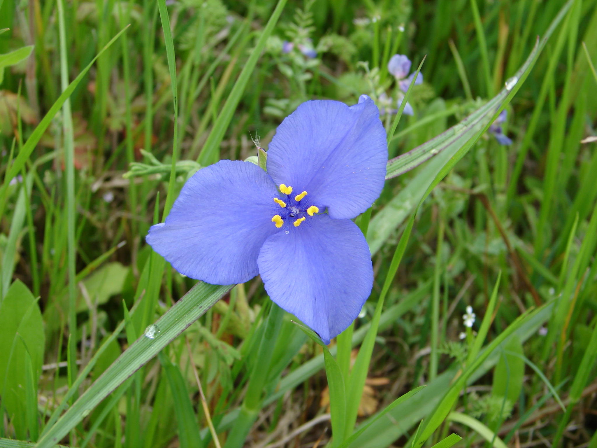 Wildflower - Spiderwort